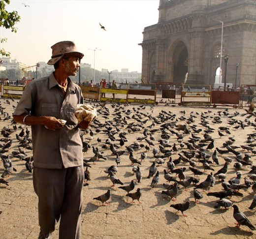 Pigeon Man, Mumbai