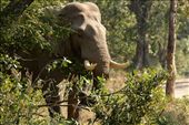 Wild Asian elephant, Jim Corbett National Park: by vagabondstoo, Views[620]
