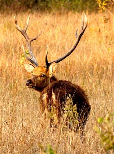Endemic Barrasingha, Kanha NP