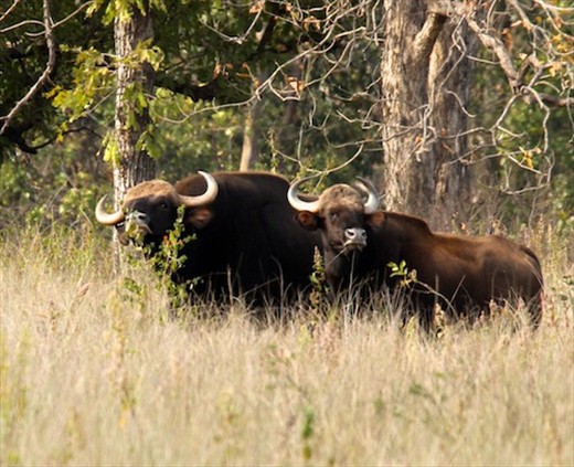 Indian bison, Kanha NP