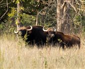 Indian bison, Kanha NP: by vagabondstoo, Views[175]
