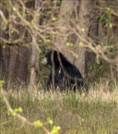 Sloth bear, Kanha NP: by vagabondstoo, Views[157]