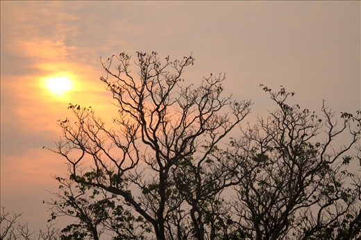 Sunrise and fog, Jim Corbett National Park