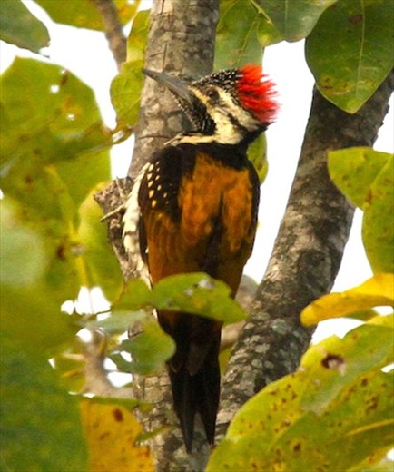 Blac-rumped flameback, Bandhavgarh Jungle Lodge