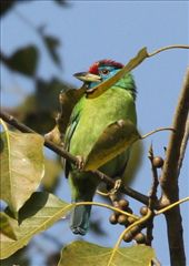 Blue-throated barbet, Jim Corbett National Park: by vagabondstoo, Views[537]