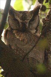Collared Scops owl, Keoladeo National Park: by vagabondstoo, Views[594]