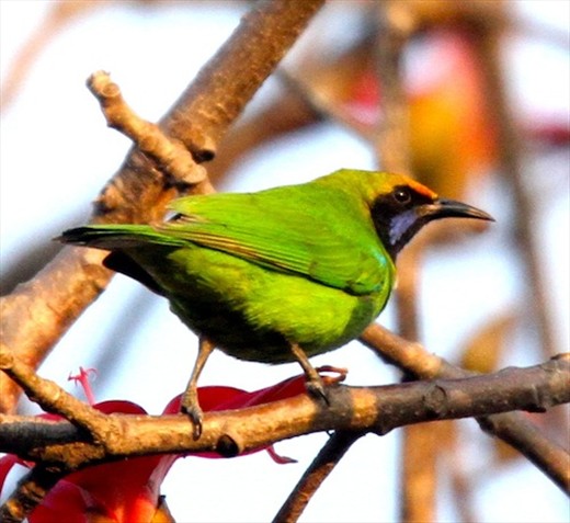 Golden-fronted leafbird, Bandhavgarh Jungle Lodge
