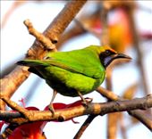 Golden-fronted leafbird, Bandhavgarh Jungle Lodge: by vagabondstoo, Views[143]