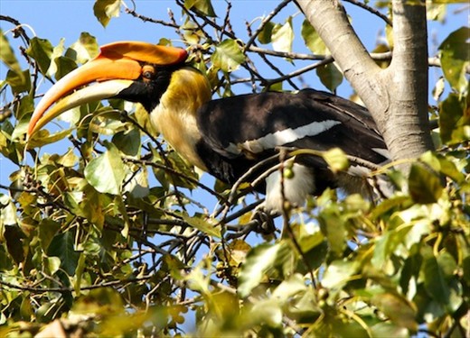 Great hornbill, Jim Corbett National Park