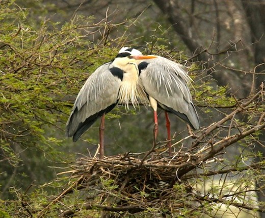 Mating gray herons, Keoladeo National Park