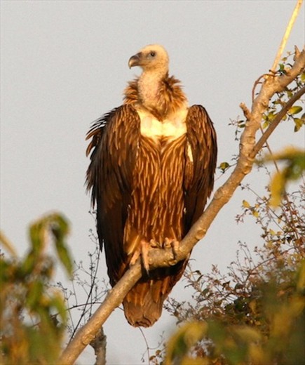 Himalayan griffin, Jim Corbett National Park