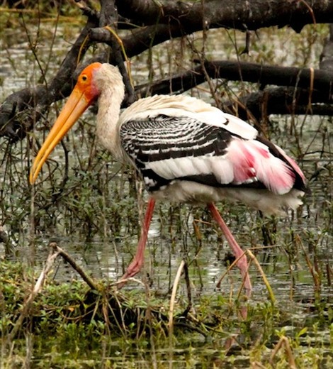 Painted Stork, Keoladeo National Park