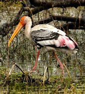 Painted Stork, Keoladeo National Park: by vagabondstoo, Views[1642]