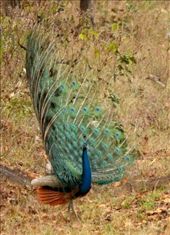 On display, Kanha NP: by vagabondstoo, Views[187]