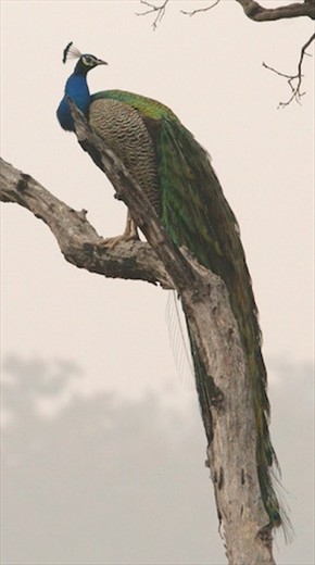 Perching peafowl, Jim Corbett National Park