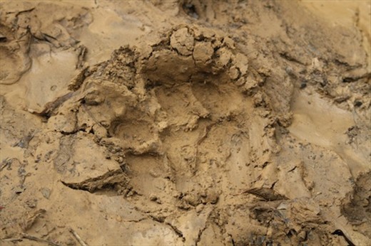 Pugmark, proof that tigers are here, Jim Corbett National Park