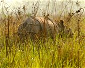 One-horned Asian rhino, Manas National Park, Assam: by vagabondstoo, Views[624]