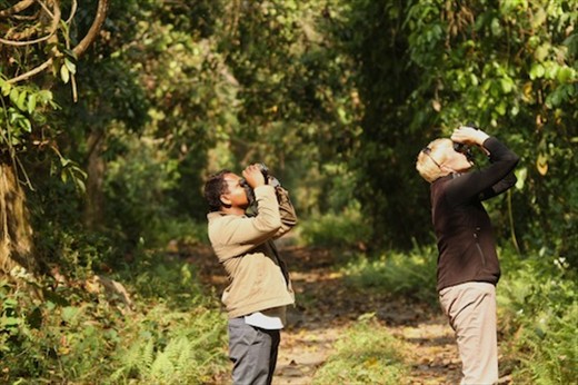 Martin and Connie scan the trees, Manas National Park, Assam