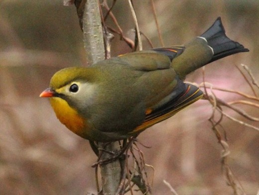 Red-billed leiothrix, Darjeeling