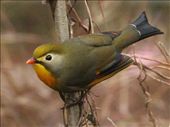Red-billed leiothrix, Darjeeling: by vagabondstoo, Views[1444]
