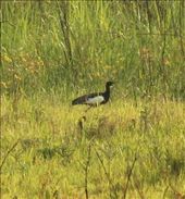 Bengal florican, Manas National Park, Assam: by vagabondstoo, Views[611]