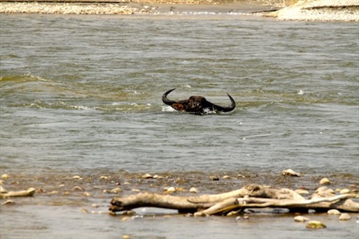 Buffalo charge, Manas National Park, Assam