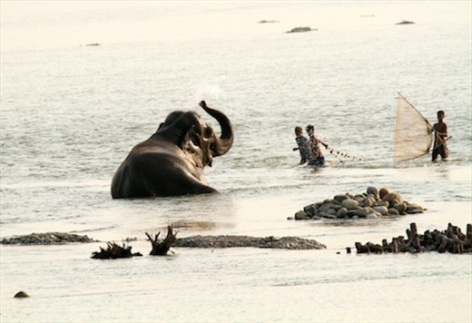 Fishing for elephants?  Manas National Park, Assam