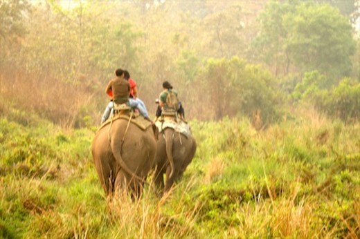 Elephant safari, Manas National Park, Assam