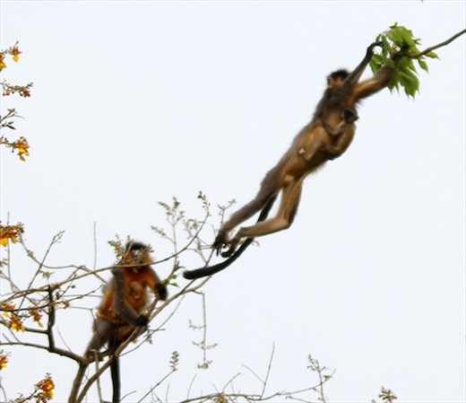 Leapin' languers, Manas National Park, Assam