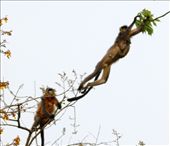 Leapin' languers, Manas National Park, Assam: by vagabondstoo, Views[514]