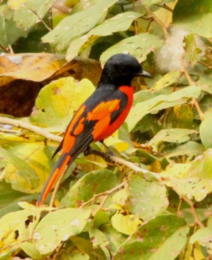 Scarlet minivet, Manas National Park, Assam