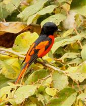 Scarlet minivet, Manas National Park, Assam: by vagabondstoo, Views[565]