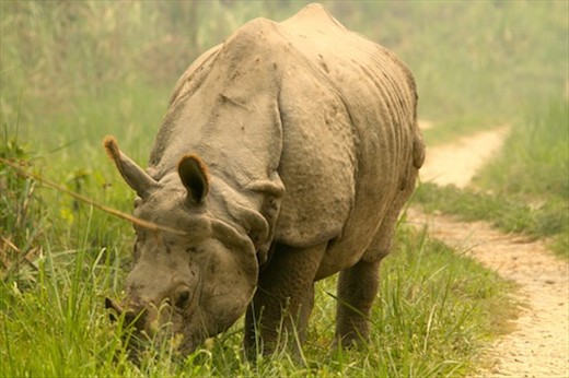 Asian Rhino, Chitwan National Park