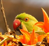 Rose ringed parakeet, Chitwan: by vagabondstoo, Views[487]
