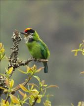 Golden-throated barbet, Phobjikha Valley : by vagabondstoo, Views[541]