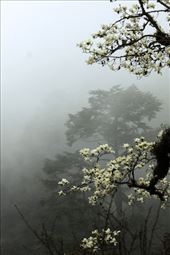 Magnolia and fog, on the road to Thimphu: by vagabondstoo, Views[665]