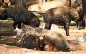 Bhutanese takin, the national animal: by vagabondstoo, Views[629]