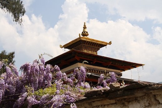 Wysteria and temple, Paro