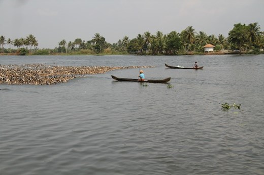 Herding ducks, Kerala Backwaters