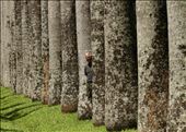 John and palms, Botanic Gardens, Kandy: by vagabondstoo, Views[520]