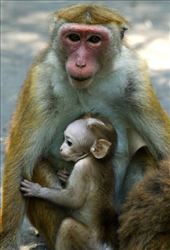 Toque macaques, Botanic Gardens, Kandy: by vagabondstoo, Views[532]