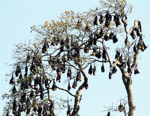 Fruit bats or flying foxes, Botanic Gardens, Kand