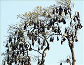 Fruit bats or flying foxes, Botanic Gardens, Kand: by vagabondstoo, Views[1749]