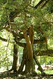Botanic Gardens, Kandy: by vagabondstoo, Views[477]