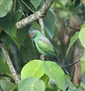 Endemic Layard's parakeet, Kitulgala: by vagabondstoo, Views[714]