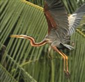 Muthurafawela Marsh: by vagabondstoo, Views[447]