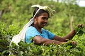 Picking tea leaves, Kitulgala: by vagabondstoo, Views[2384]
