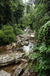 And a river runs through it, Royal River Resort, Kitulagala: by vagabondstoo, Views[427]