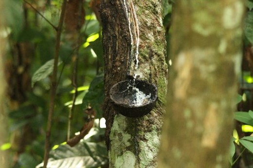 Collecting latex from rubber tree, Kitulgala