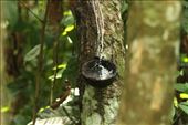Collecting latex from rubber tree, Kitulgala: by vagabondstoo, Views[589]
